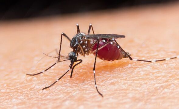 the mosquito carries protozoan parasites and malaria