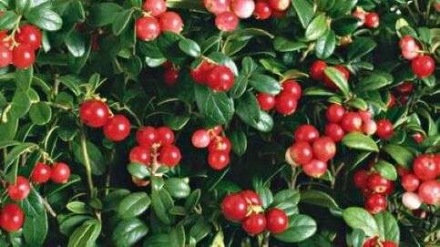lingonberries from parasites in the body