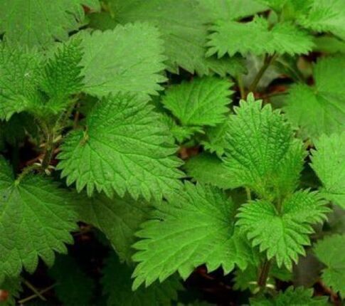 nettle parasites in the human body