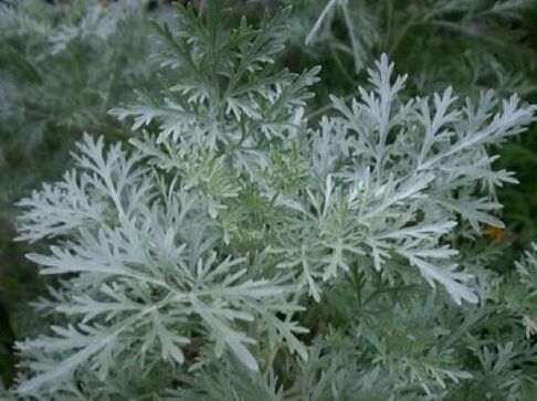 wormwood from parasites in the body