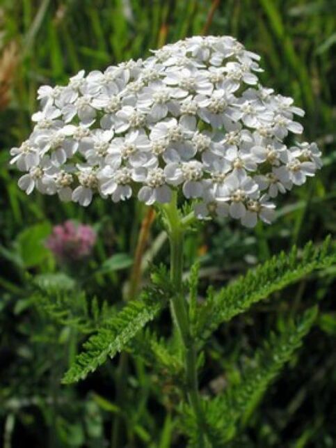 yarrow of parasites in the body