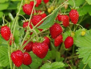Berries strawberry