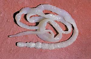 Bullish tapeworm